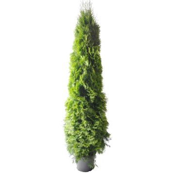 Timanttituija Thuja Occidentalis Smaragd P31 160-180 cm