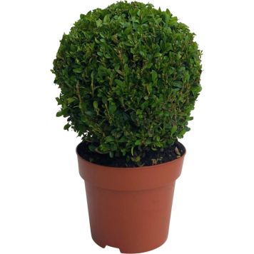Puksipuu Buxus Sempervirens P19 25 cm