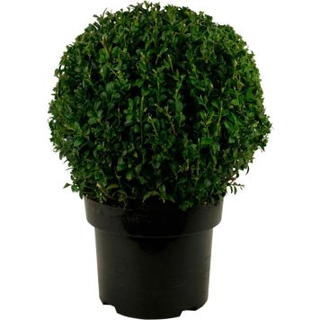 Puksipuu Buxus Sempervirens P23 30 cm