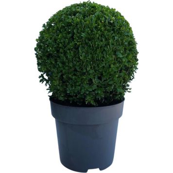 Puksipuu Buxus Sempervirens P26 35 cm