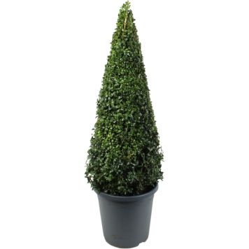 Puksipuu Buxus Sempervirens Pyramidi P23 60 cm