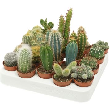 Kaktus Mix P5,5