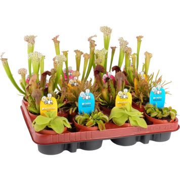 Lihansyöjäkasvi Mix P8,5