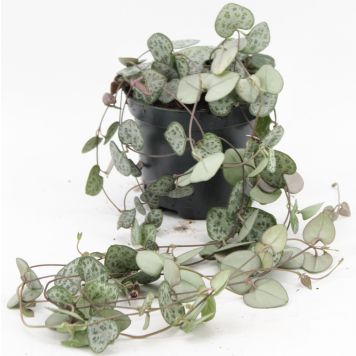 Herttalyhty Ceropegia Woodii P8