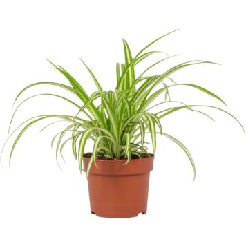 Kirjorönsylilja Chlorophytum Variegatum P12