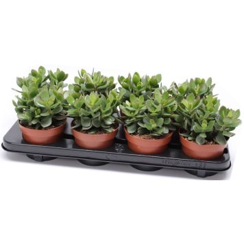 Rahapuu Minova Magic Crassula