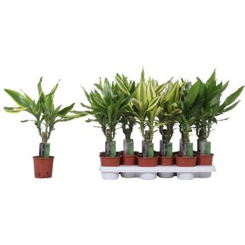 Tuoksutraakkipuu Dracaena Fragrans Mix P11