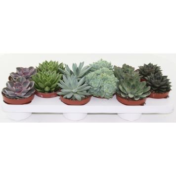 Mehiruusuke Echeveria Mix P10,5