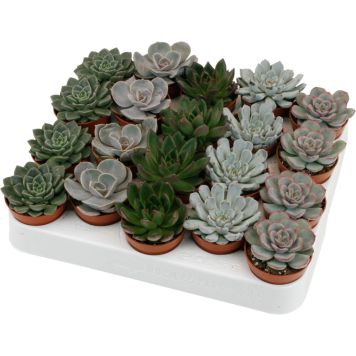 Mehiruusuke Echeveria Mix P5,5