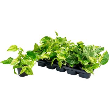 Kultaköynnös Marble Queen P12