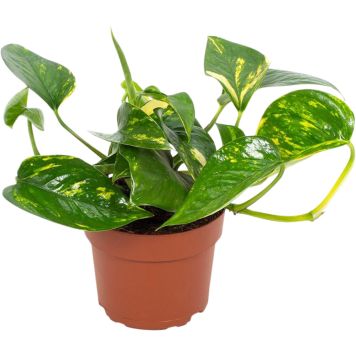 Kultaköynnös Epipremnum Aureum P12