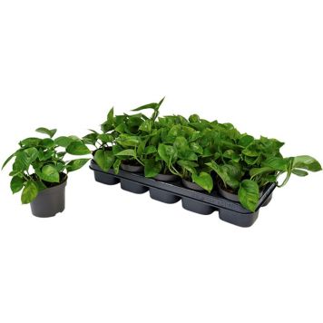 Kultaköynnös Global Green P12