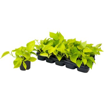 Kultaköynnös Golden Pothos P12