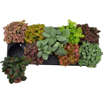 Pitsilehti Fittonia Mix P12