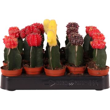 Pallerokaktus Gymnocalycum Mix P5,5