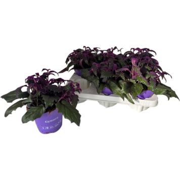 Samettilehti Gynura P12