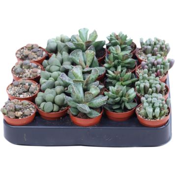 Kivikukka Lithops Mix P5