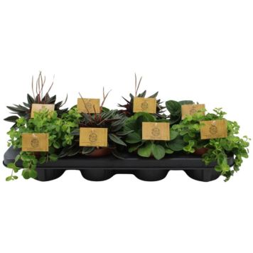 Muorinkukka Peperomia Mix P10,5