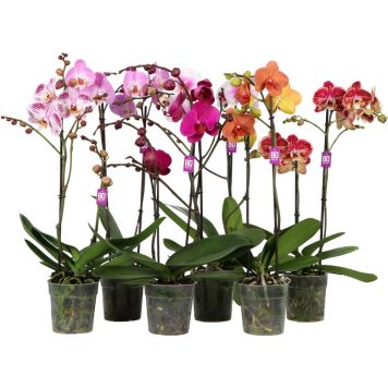 Perhoskämmekkä Phalaenopsis Mix 2-vanaa P12