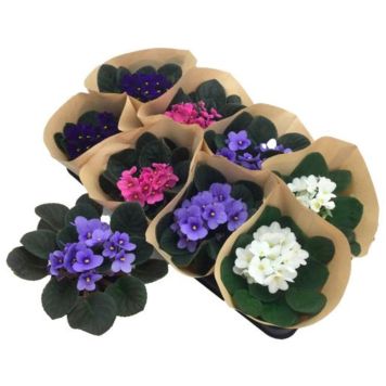 Paavalinkukka Saintpaulia P12