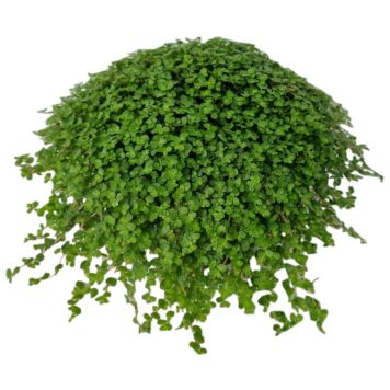 Kodinonni Soleirolia Soleirolii P11