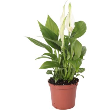 Viirivehka Spathiphyllum Pearl Cubido P7