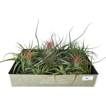 Tillandsia Mix P7