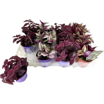 Juoru Tradescantia Mix P7