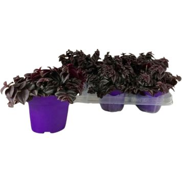 Juoru Tradescantia Purple Passion P12