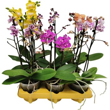 Perhoskämmekkä Phalaenopsis Mix P12