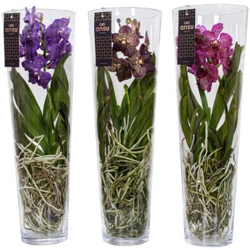 Orkidea Vanda Lisanne Mix 70 cm