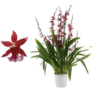 Orkidea Cambria Barrocco 5-vanaa P12