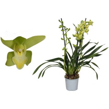 Kymbidiorkidea Cymbidium Green Arrow 2-vanaa P12