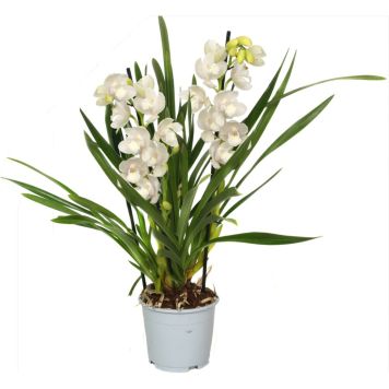 Kymbidiorkidea Cymbidium Ice Dance 2-vanaa P12