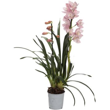 Kymbidiorkidea Cymbidium Pink Paddy 2-vanaa P12