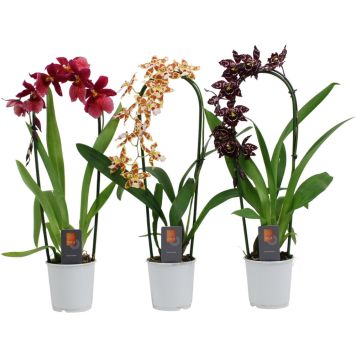 Orkidea Cambria Mix 1-vana kaarella P9