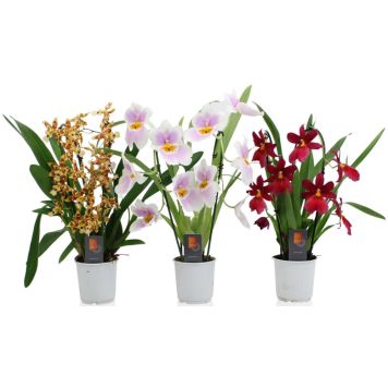 Orkidea Cambria Mix 2-vanaa kaarella P9