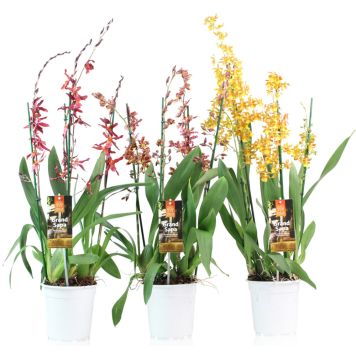 Orkidea Cambria Touve Mix P17