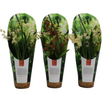 Nystykämmekkä Oncidium Twinkle P9