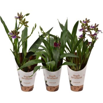 Orkidea Zygopetalum 2-vanaa P12
