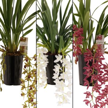 Kymbidiorkidea Cymbidium Cascade Mix 2-vanaa P14
