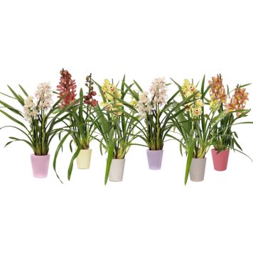 Kymbidiorkidea Cymbidium keramiikka Mix 2-vanaa P12