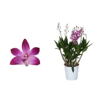 Puikkokämmekkä Dendrobium Berry Oda 4-vanaa P12