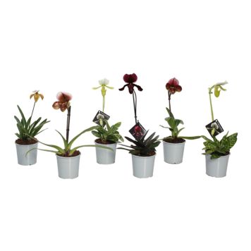 Venuksenkenkä Paphiopedilum Mix 1-vana P9