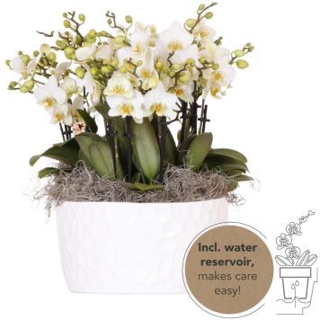 Perhoskämmekkä Phalaenopsis Lausanne keramiikka