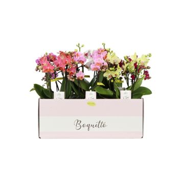 Perhoskämmekkä Phalaenopsis Boquetto Mix 3-vanaa P12