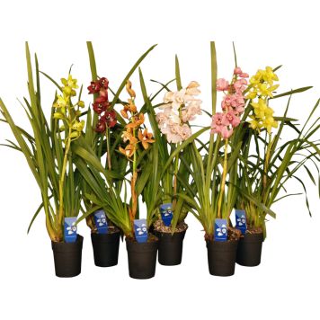 Kymbidiorkidea Cymbidium Mix 1-vana P14