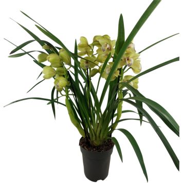 Kymbidiorkidea Cymbidium Anna 3-vana P14
