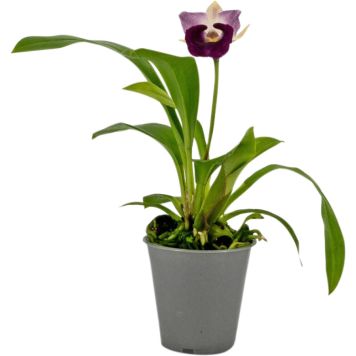 Orkidea Cochleanthes Hybrid P12