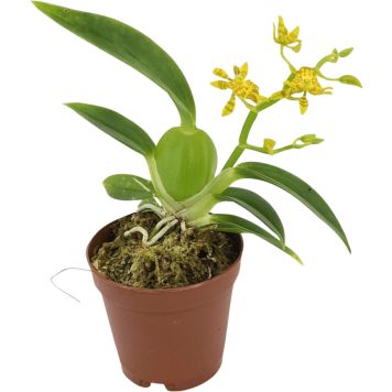 Orkidea Cyrtochilum Meirax P6